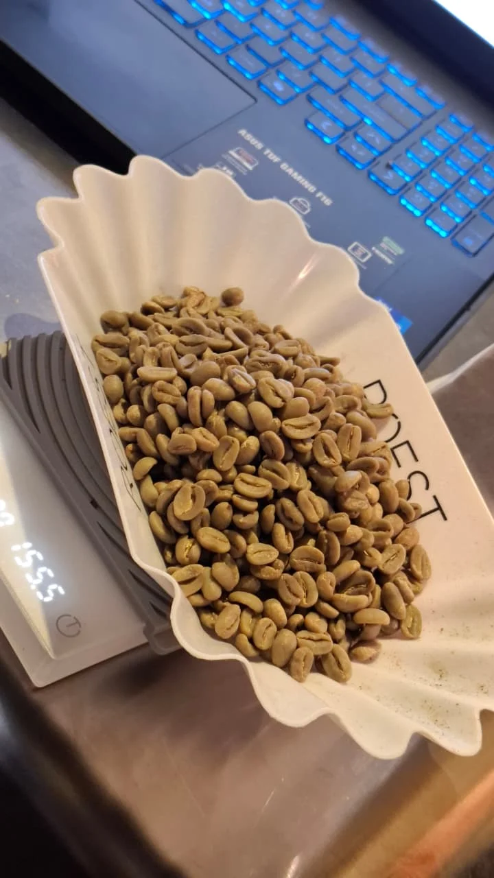 Green coffee beans being weighed before roasting
