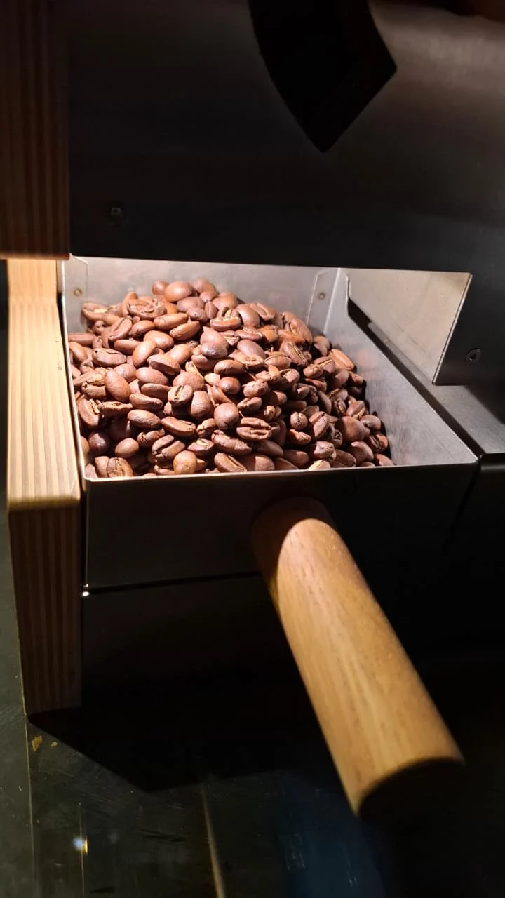 Roasted coffee beans in the roaster cooling tray